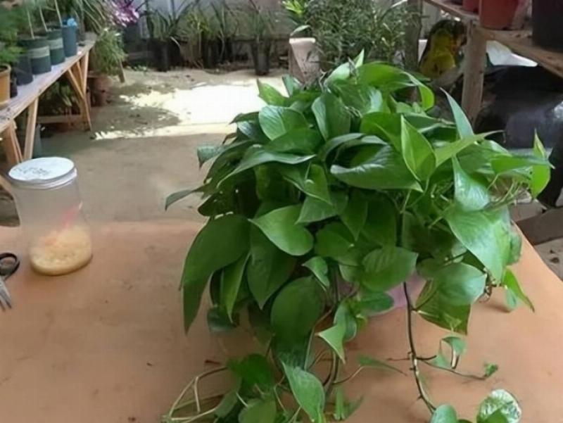 Người đang pha loãng phân bón dạng lỏng để tưới cho cây trầu bà tỷ phú